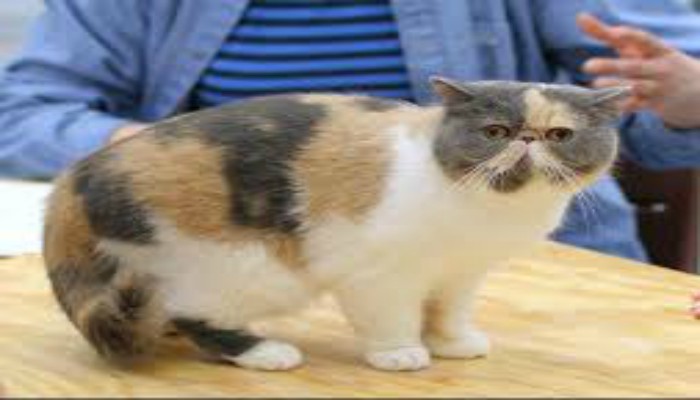 Gato Exótico de Pelo Corto