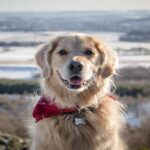 Golden-retriever-2