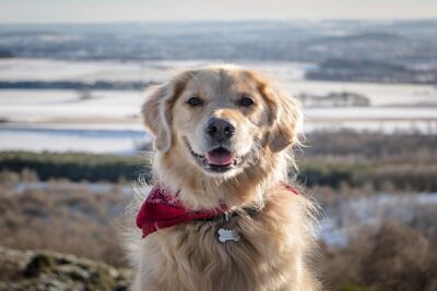Golden-retriever-2