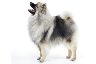 Keeshond-3
