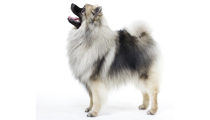 Keeshond-3