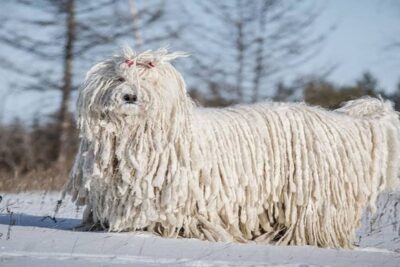 Komondor-1
