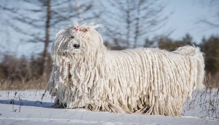 Komondor-1