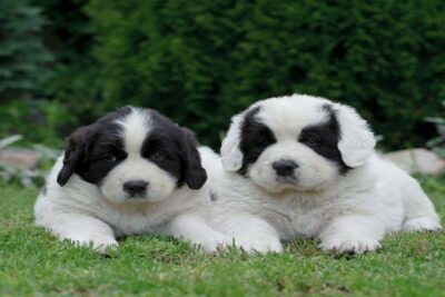 Landseer-3