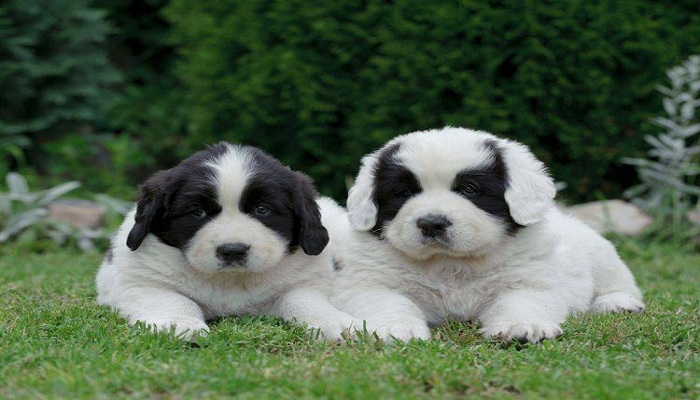 Landseer-3