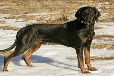 Lebrel-polaco-1