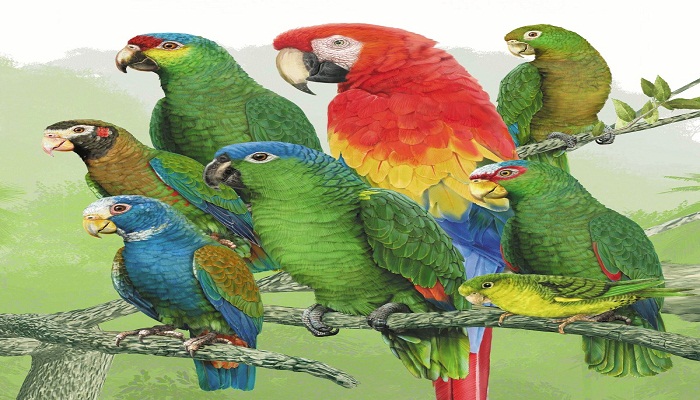 Loros-1