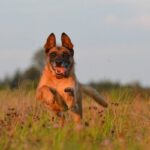Malinois-3