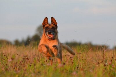 Malinois-3