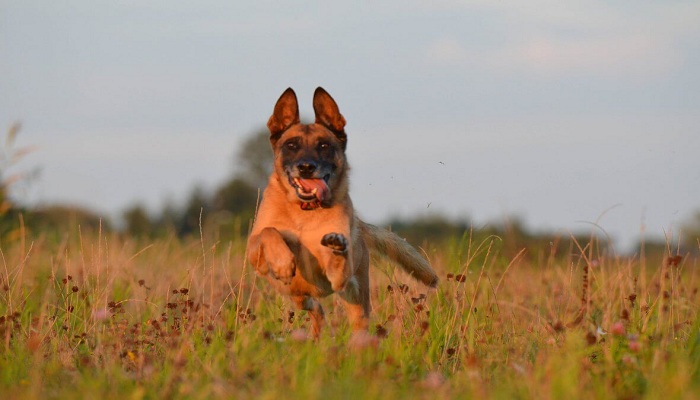 Malinois-3