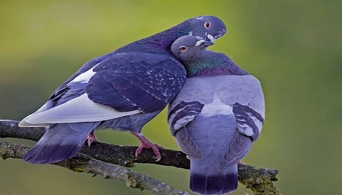 Palomas-3
