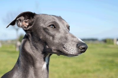 galgo-italiano-2