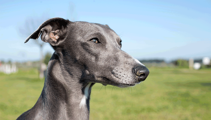 galgo-italiano-2