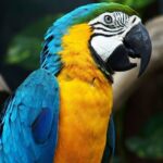 guacamayo-1
