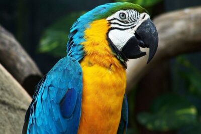 guacamayo-1