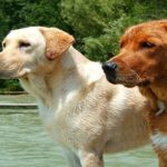 labrador-3