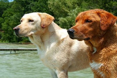 labrador-3