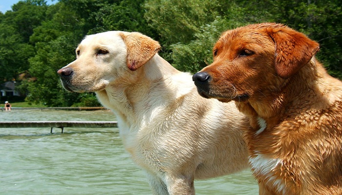labrador-3