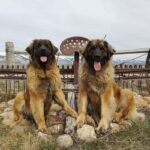 Leonberger-1