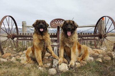 Leonberger-1
