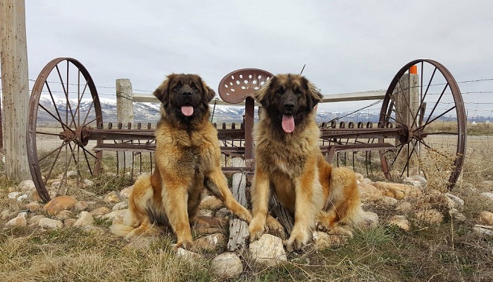 Leonberger-1