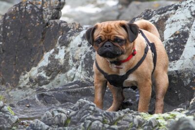 PUG-3