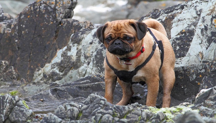 PUG-3