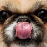 Pekinés-2