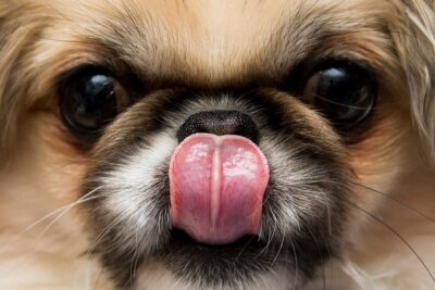 Pekinés-2