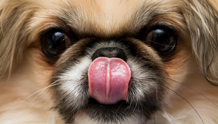 Pekinés-2
