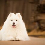 Samoyedo-2