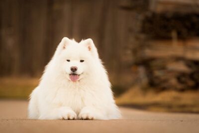 Samoyedo-2