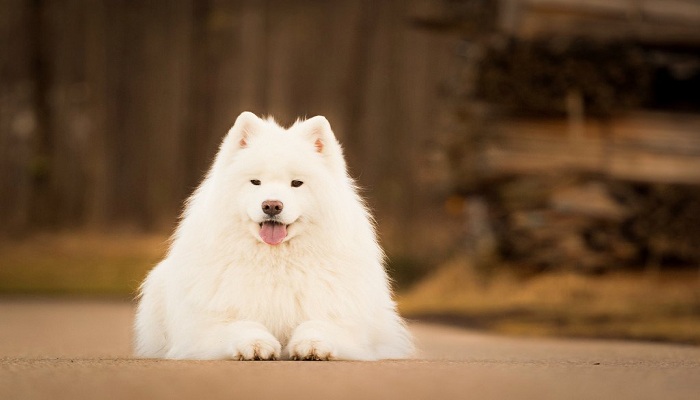 Samoyedo-2