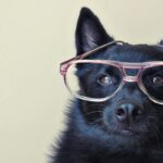 Schipperke-3