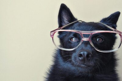 Schipperke-3