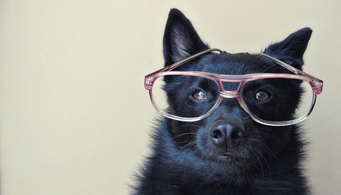 Schipperke-3