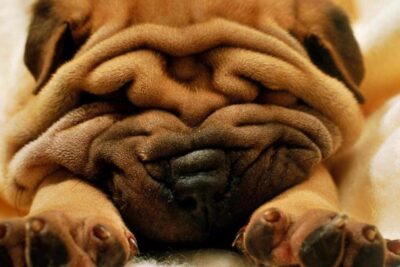 Shar-Pei-1