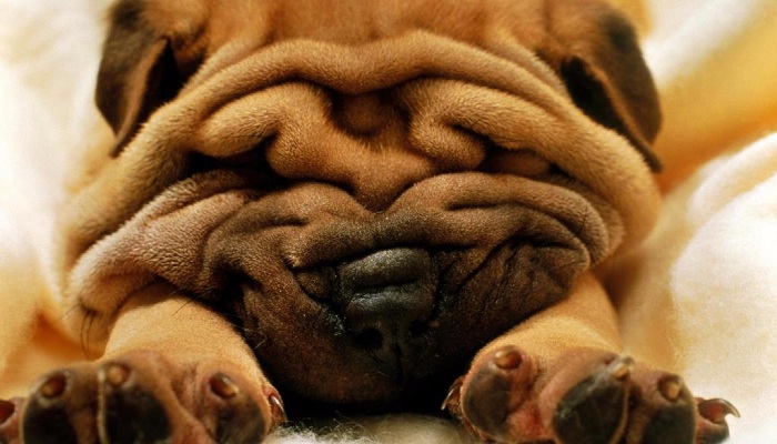 Shar-Pei-1