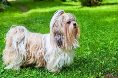 Shih-Tzu-1