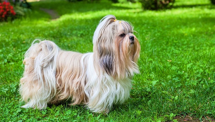 Shih-Tzu-1