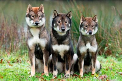 Shikoku-Inu-2