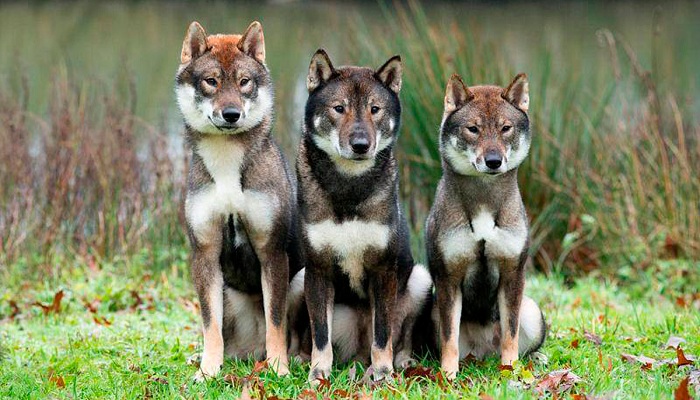 Shikoku-Inu-2