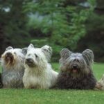 Skye-Terrier-1