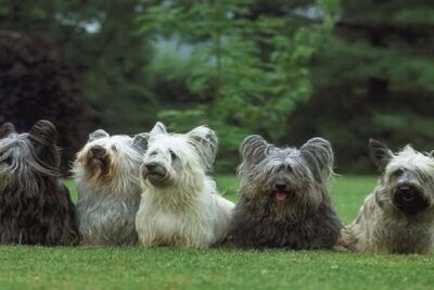 Skye-Terrier-1