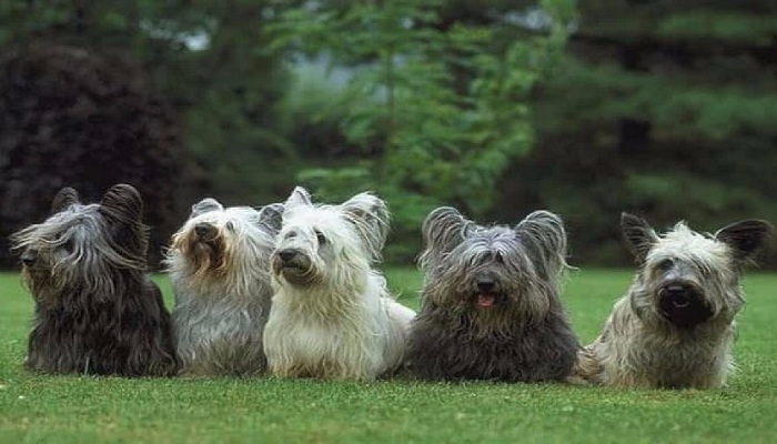 Skye-Terrier-1