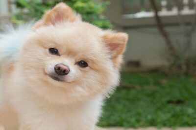 Spitz-enano-1