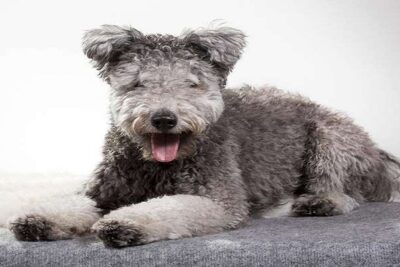 pumi-1