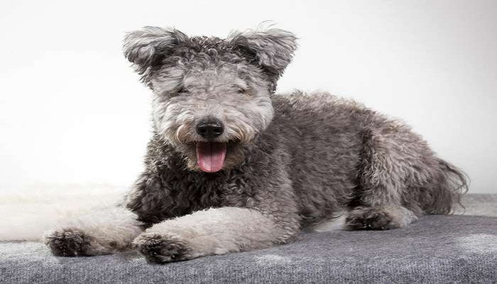 pumi-1