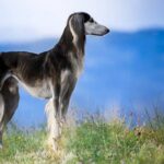 saluki-1