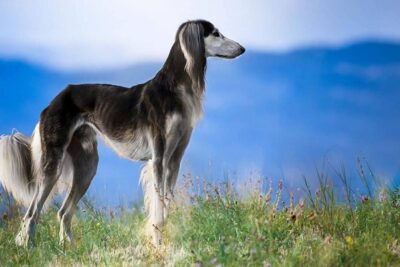 saluki-1